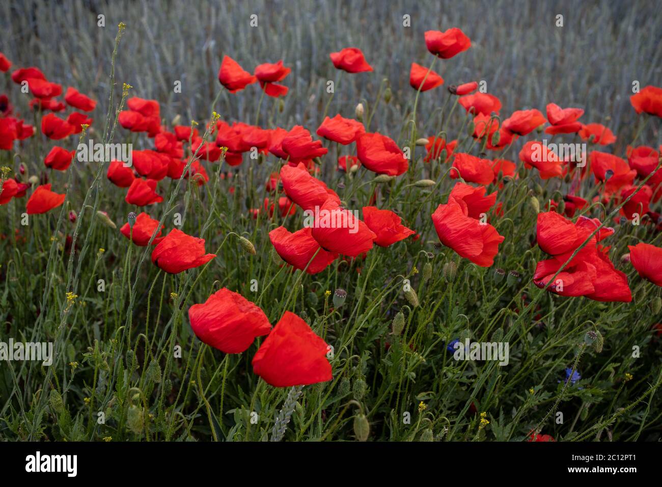 coquelicot rouge en fleur Banque D'Images