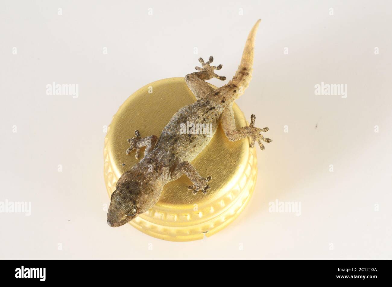 Petit bouchon de vase et lézard Gecko Banque D'Images