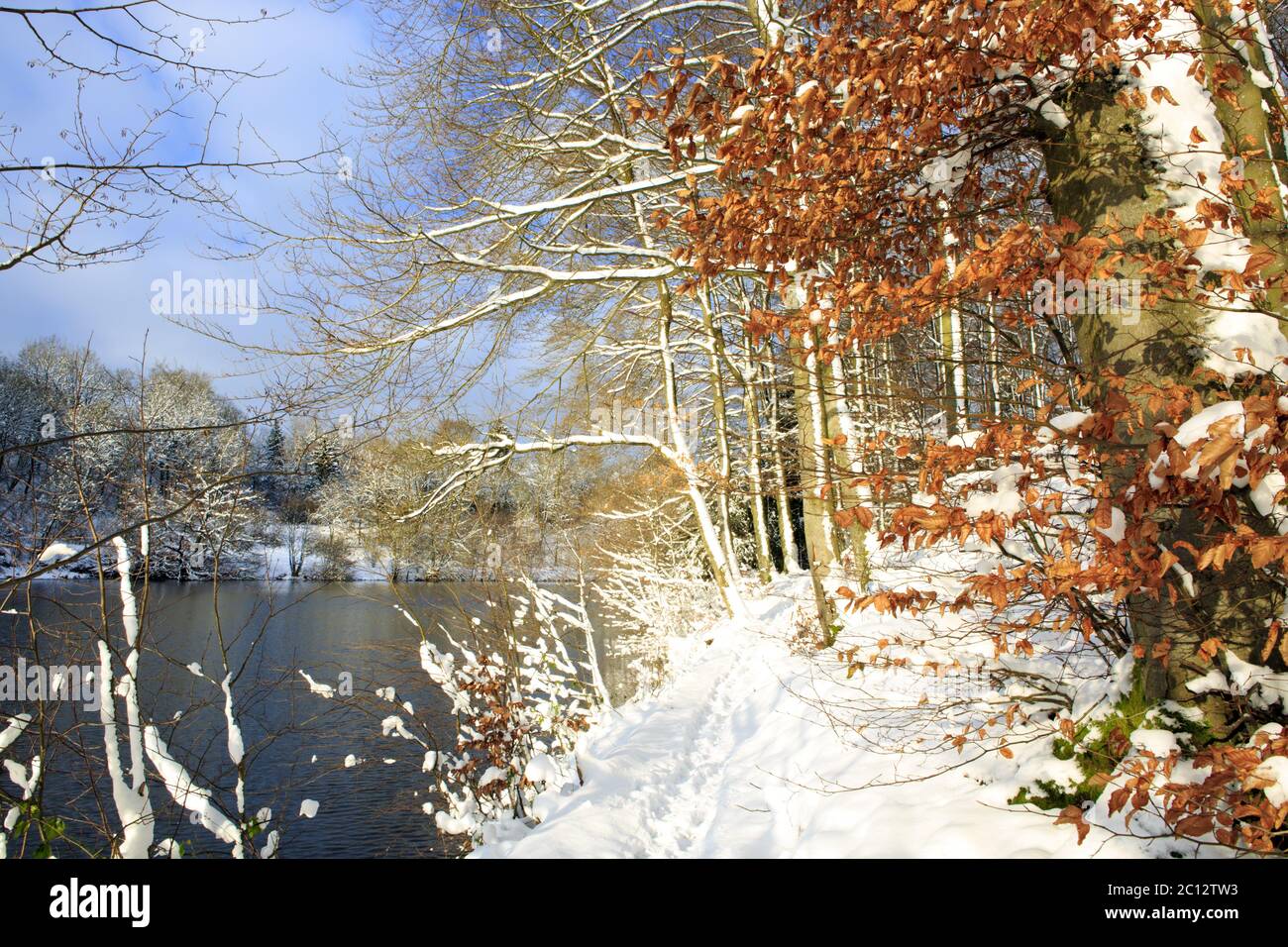 Paysage d'hiver d'arbres gelés et de lac. Banque D'Images