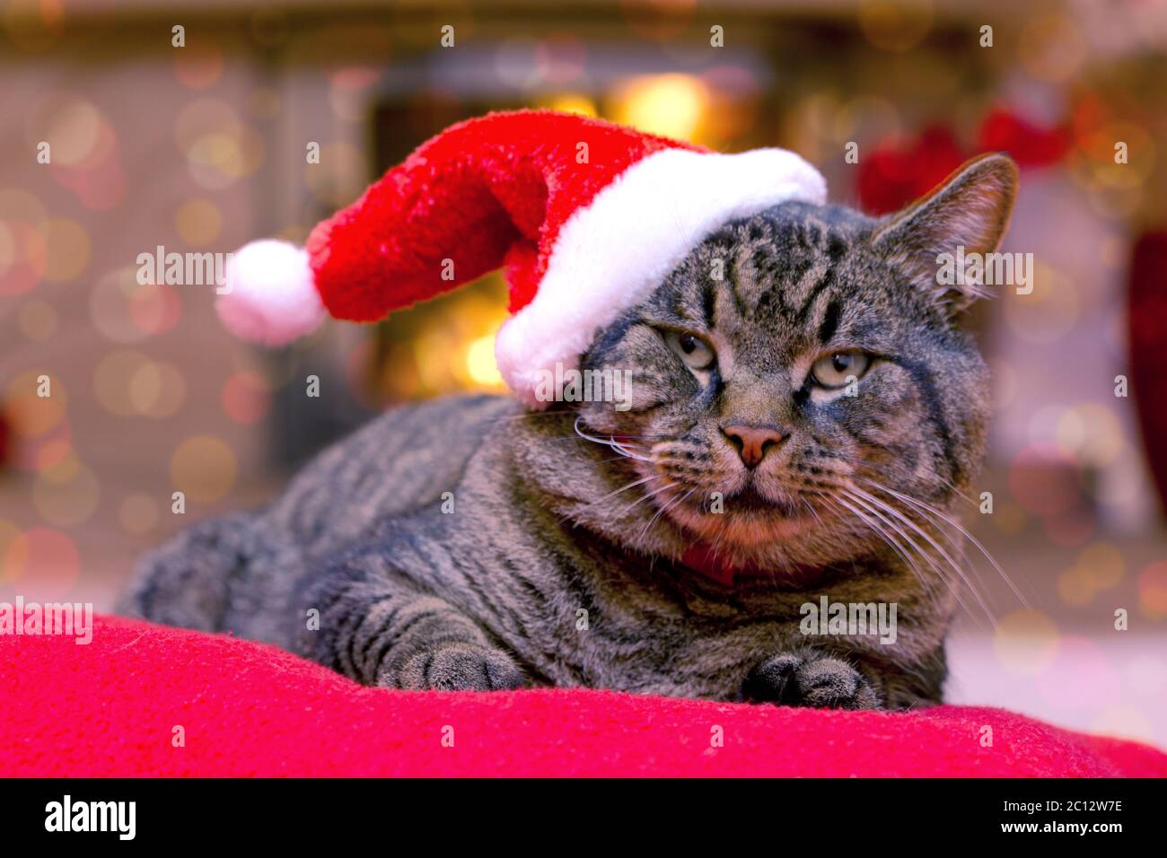 Chat gris avec chapeau de père Noël. Banque D'Images