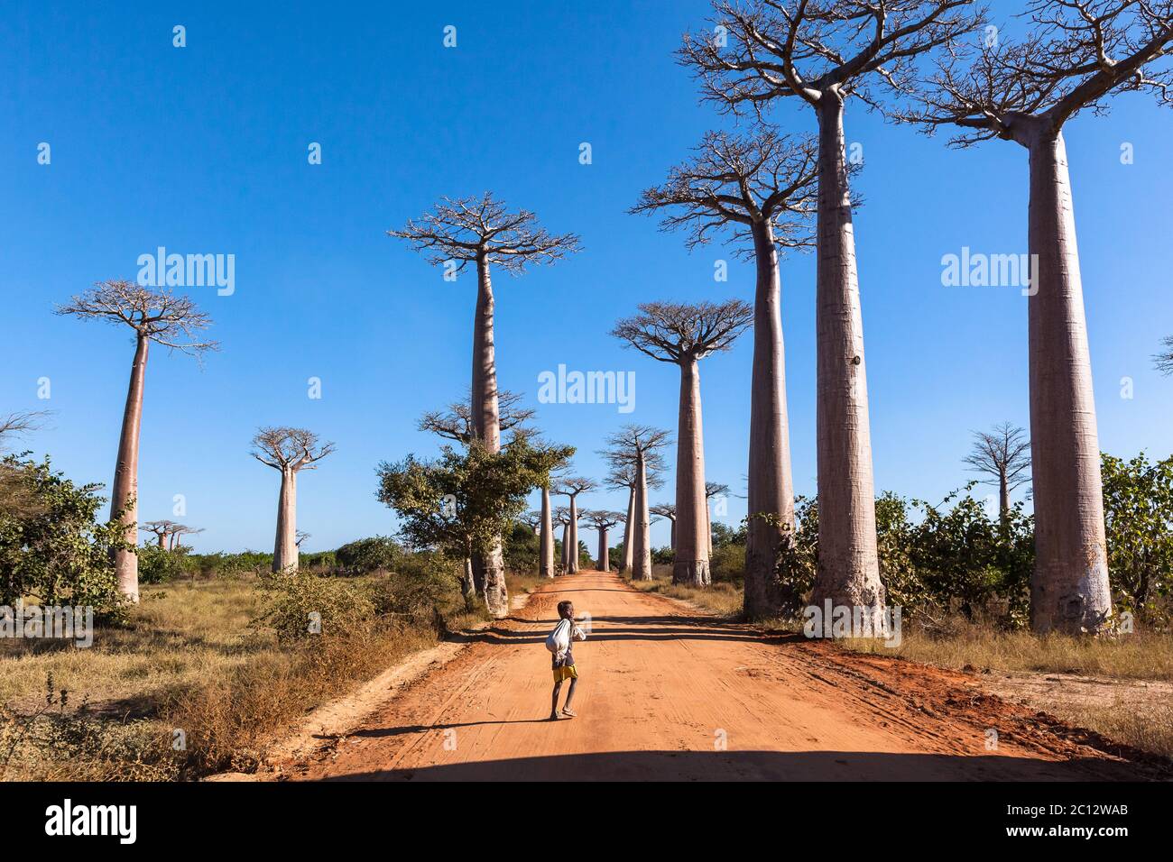 Garçon africain sur baobab ruelle Morondava, Madagascar . Banque D'Images