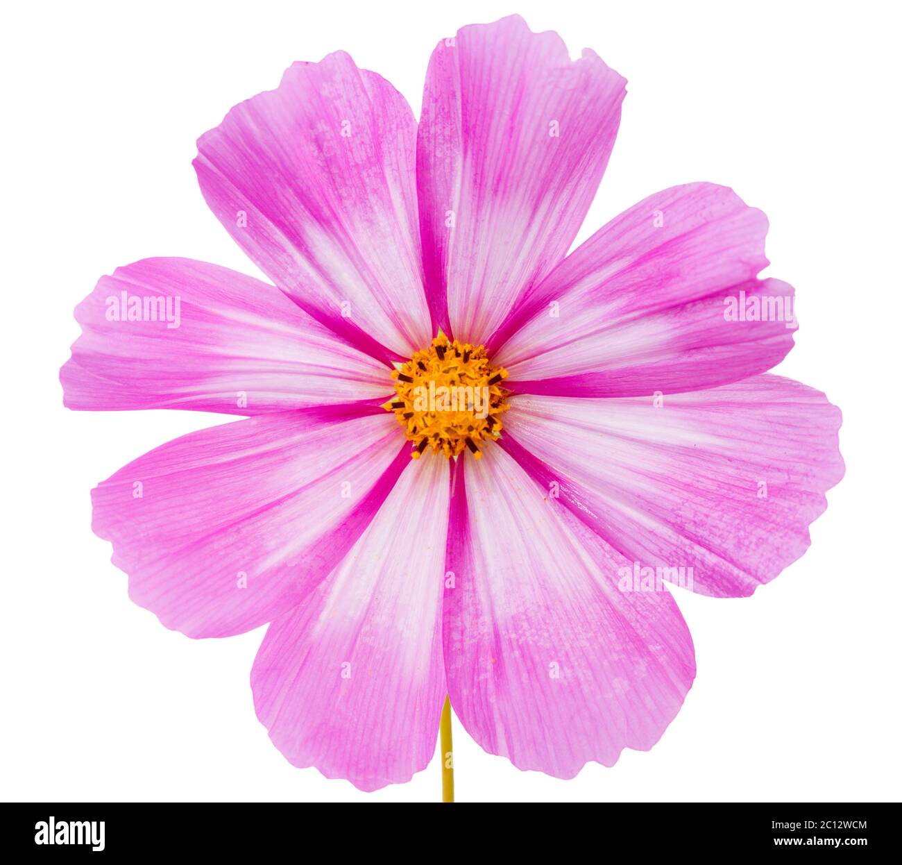 Fleur COSMOS isolée sur blanc. Banque D'Images