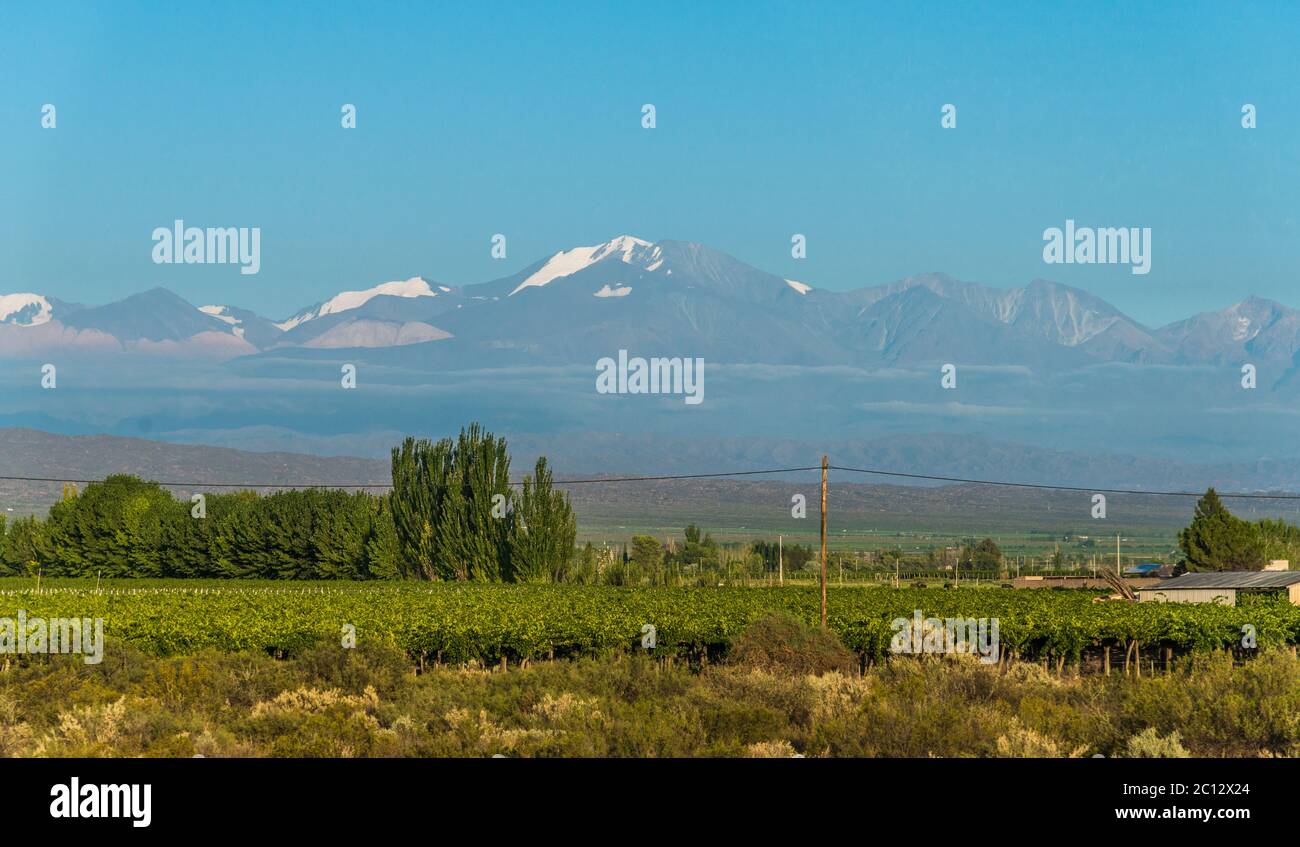 Vignobles à Mendoza à l'arrière-plan des Andes. Banque D'Images