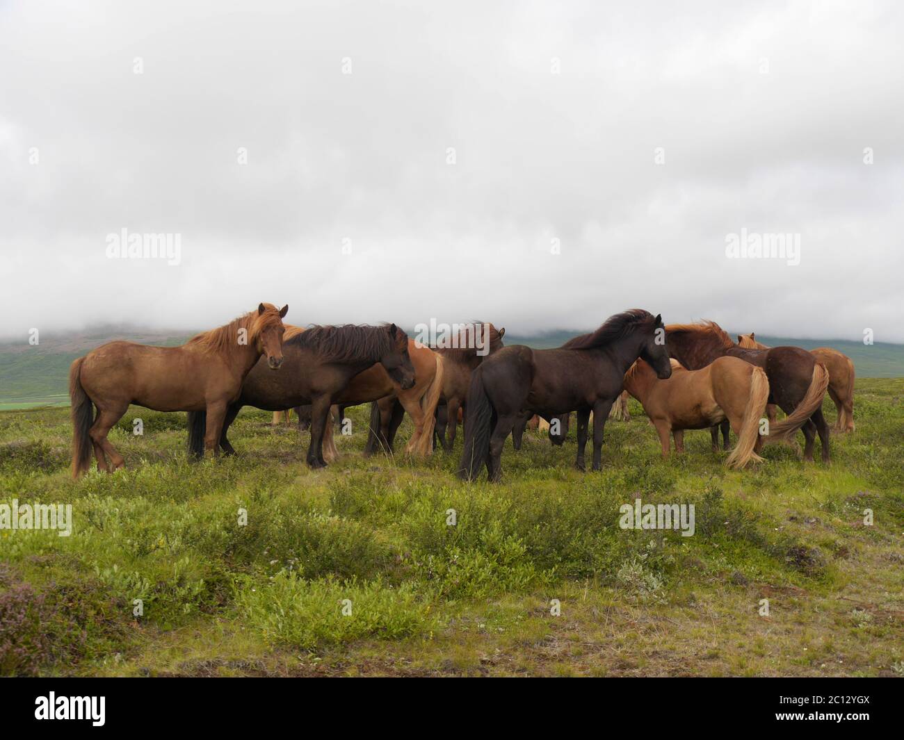 Chevaux islandais dans leur pays natal Banque D'Images