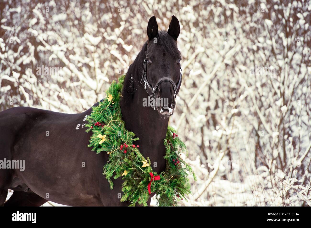 Cheval de noel Banque de photographies et d’images à haute résolution - Alamy