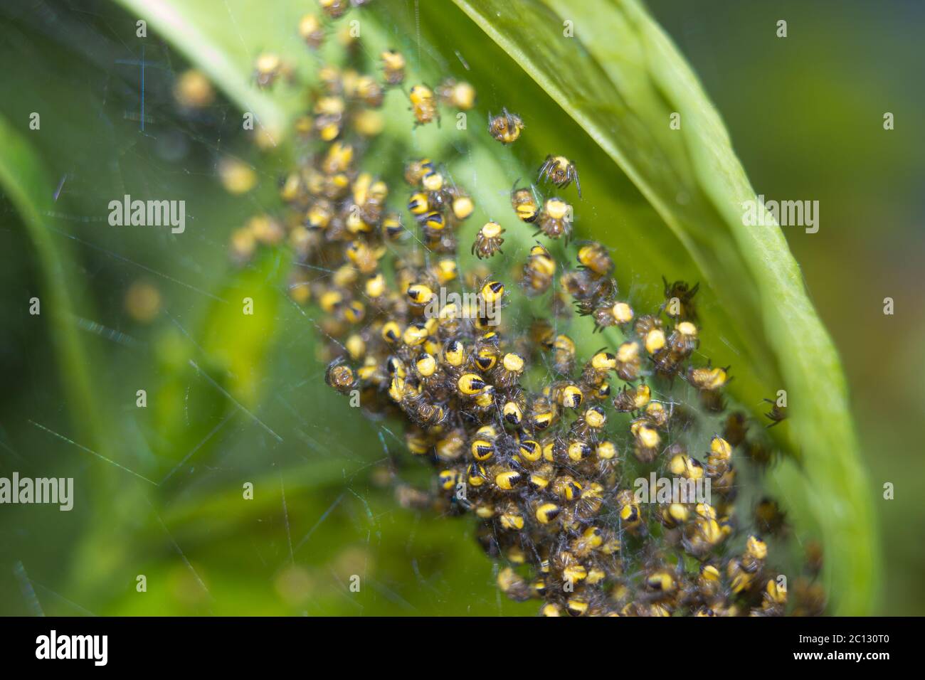 L'araignée niche avec de petites araignées de jardin jaunes araneus diadematus sur les feuilles de la forêt Banque D'Images