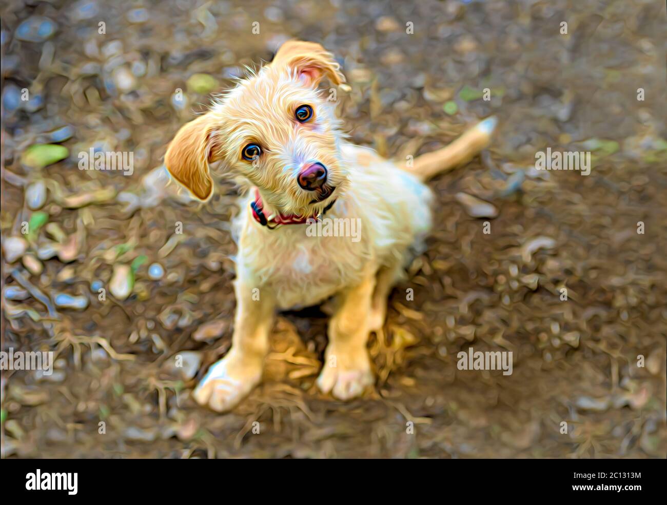 Curieux chien est un mignon chiot regardant vers le haut avec UN regard drôle sur son visage Banque D'Images