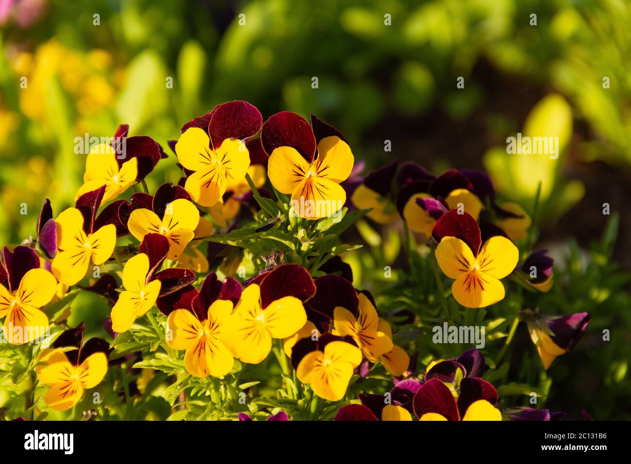 Fleurs de pansy pourpres et jaunes sur fond vert flou Banque D'Images