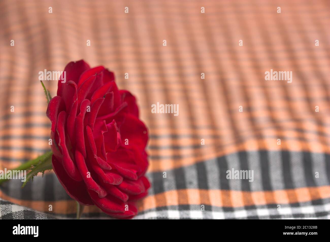 Gros plan d'une rose rouge sur une surface neutre pour ajouter du texte ou des graphiques dans l'espace de copie Banque D'Images