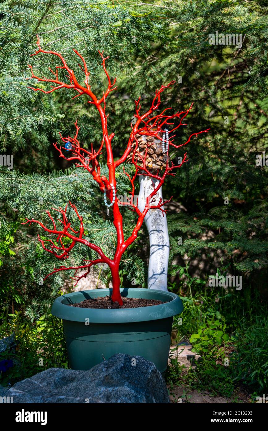 Collier en perles et arbre rouge à Steamboat Springs. Photo de haute qualité Banque D'Images