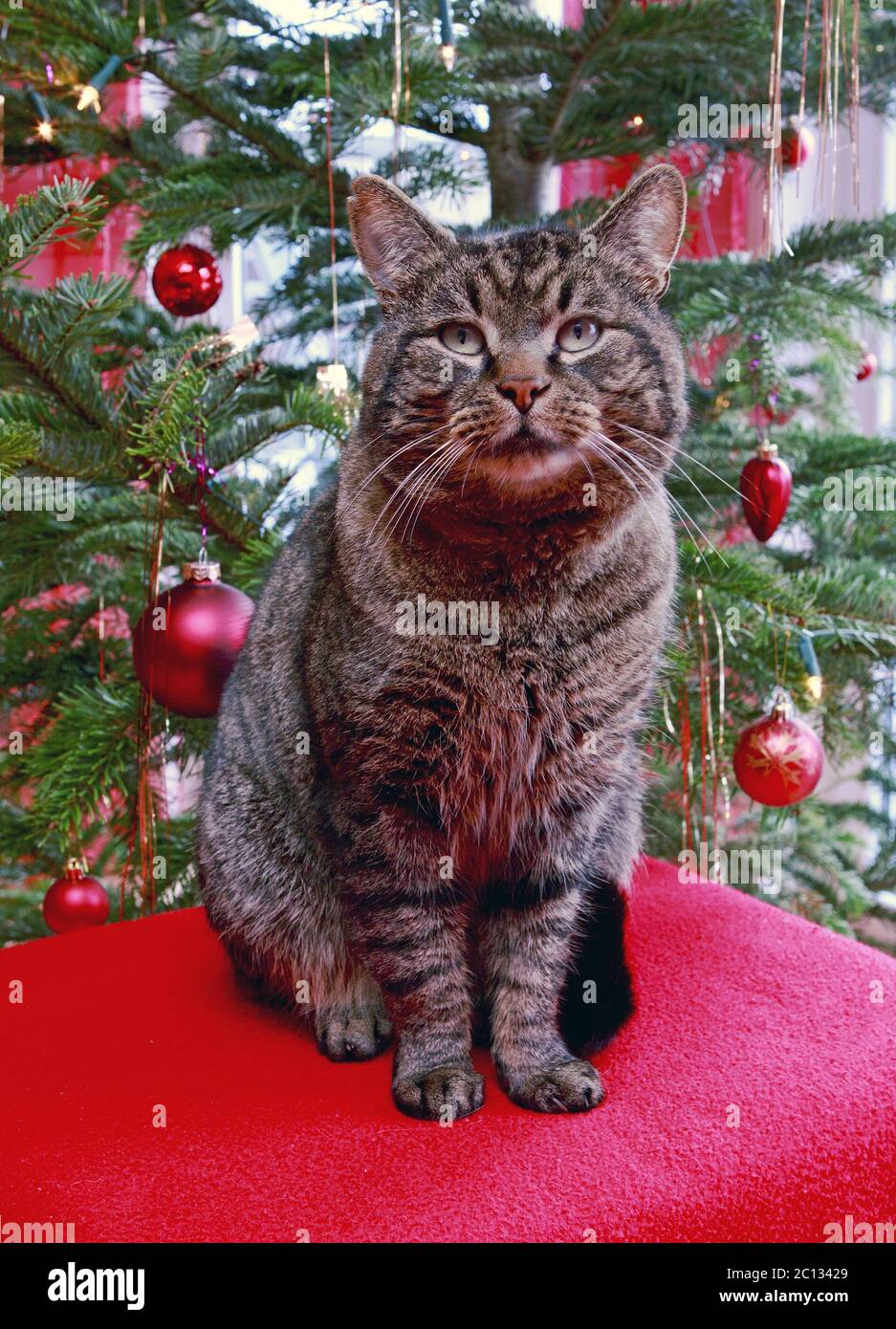 Chat gris et arbre de noël. Banque D'Images