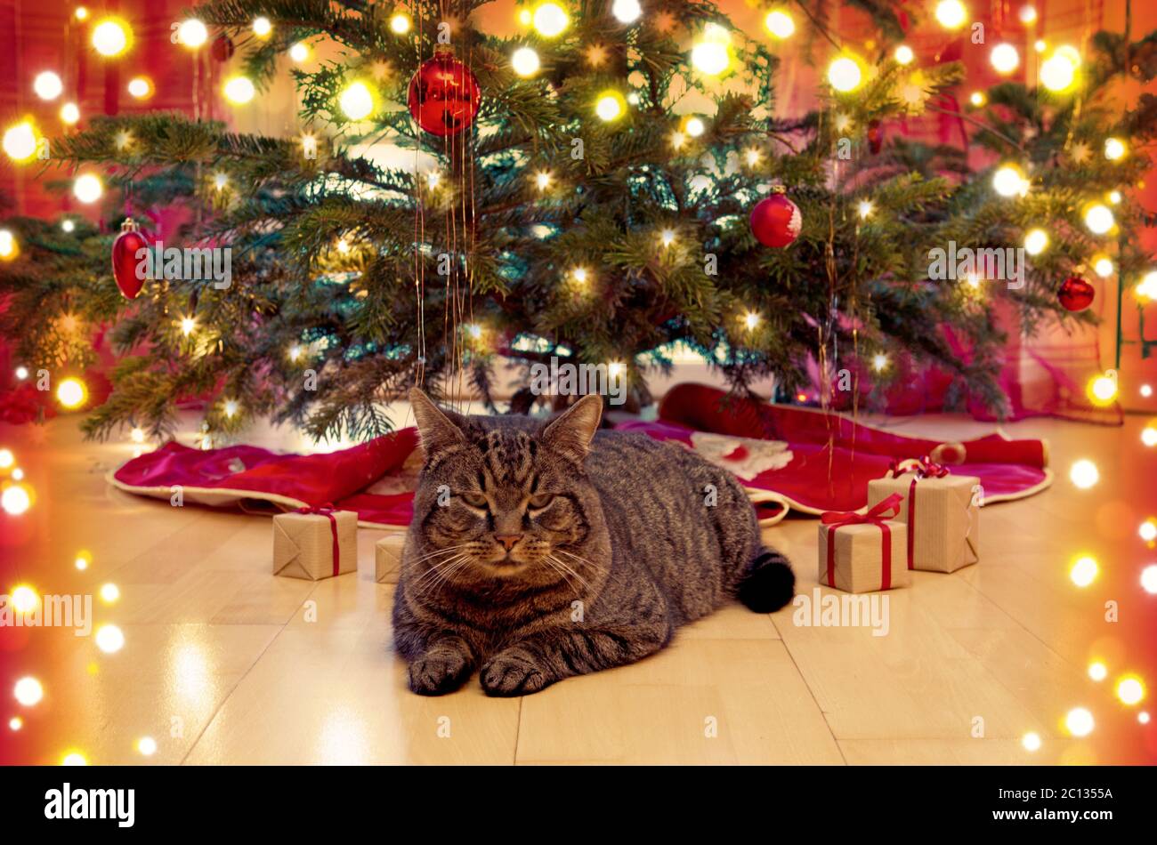 Chat gris et arbre de noël. Banque D'Images