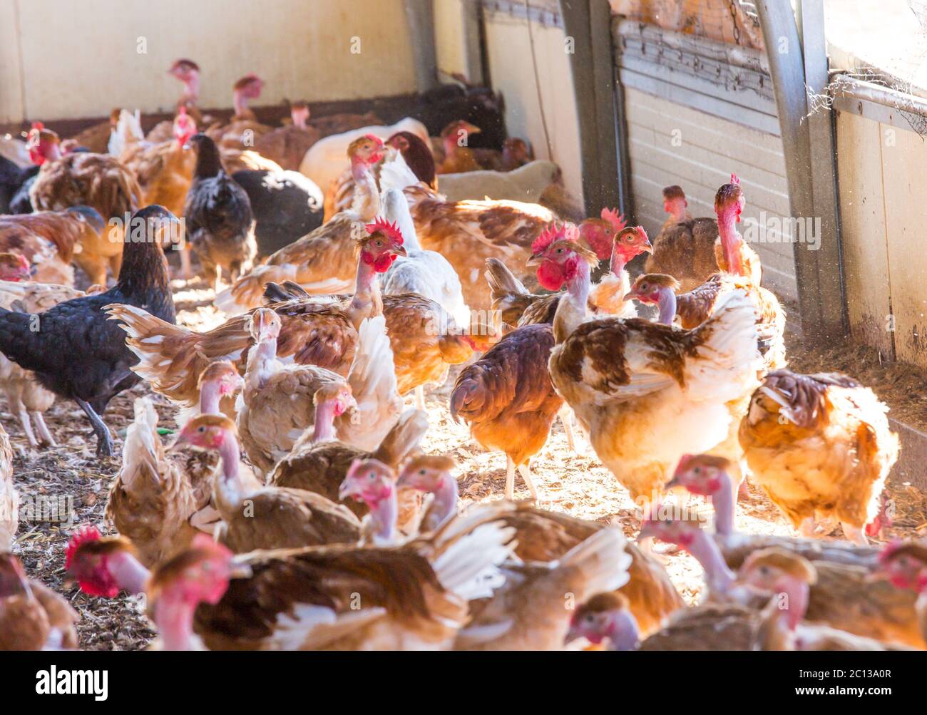 Élevage de poulet biologique dans leurs abris Banque D'Images