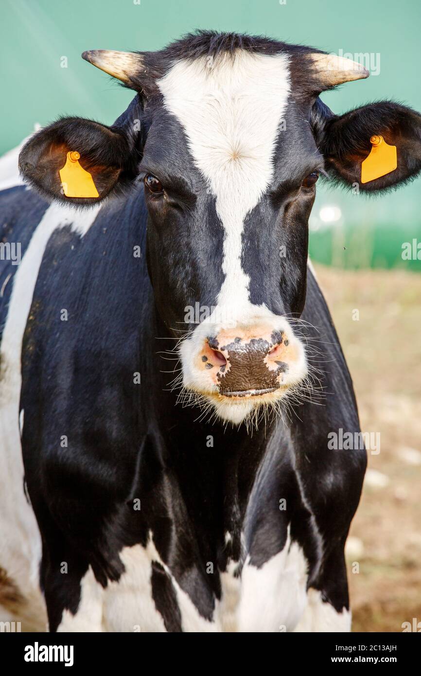 gros plan sur la tête de la vache noire et blanche Banque D'Images