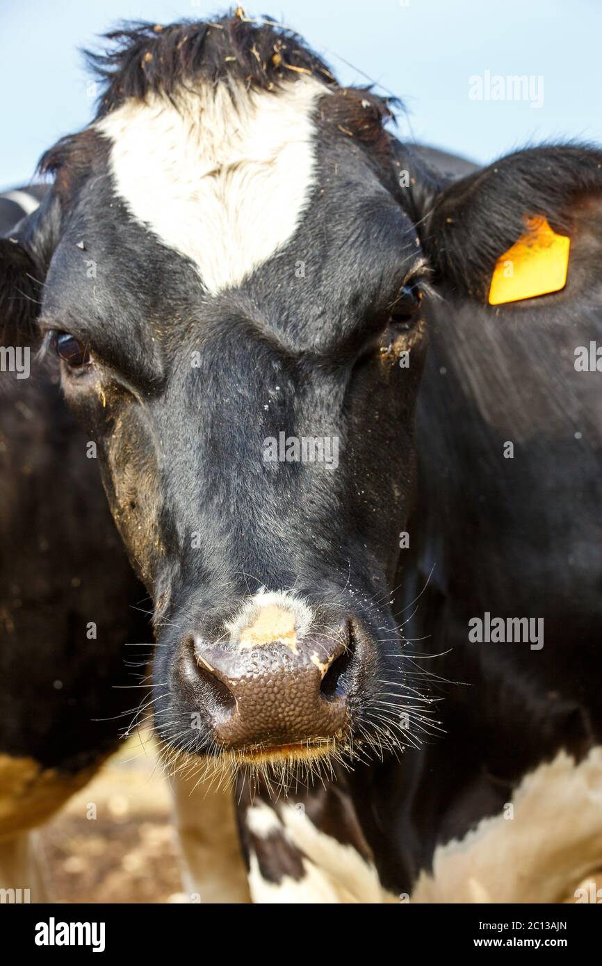 gros plan sur la tête de la vache noire et blanche Banque D'Images