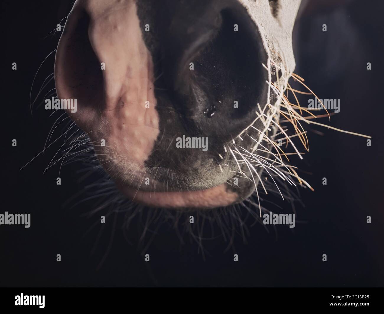 photo macro. nez de cheval contre la lumière sur fond sombre. Banque D'Images