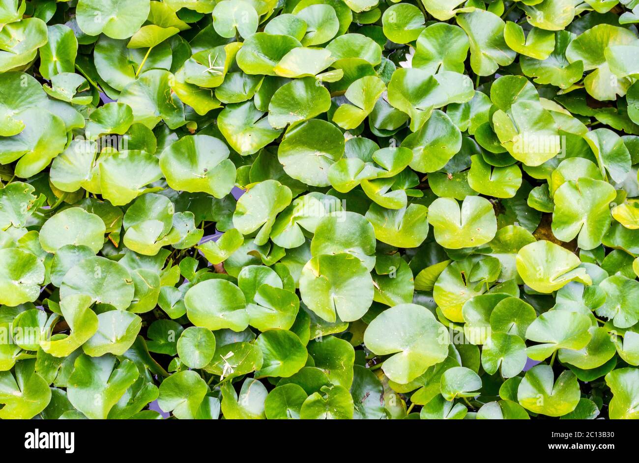 texture de fond-plein cadre gros plan de coussins de lis vert vif couvrant la surface d'un étang Banque D'Images