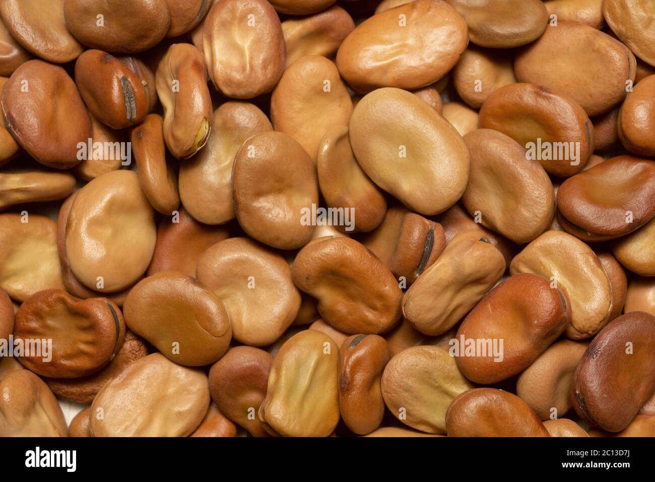 Graines de haricots larges, variété Aqualfce, photographiée en studio. Banque D'Images