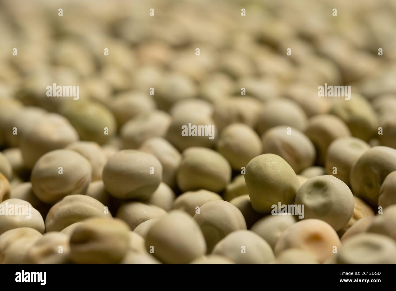 Snowpea Oregon Sugar Pod photographié en studio. Banque D'Images