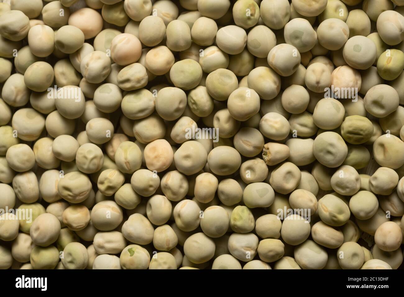 Snowpea Oregon Sugar Pod photographié en studio. Banque D'Images