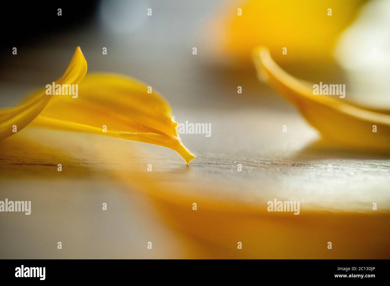 Formes aléatoires de pétales de tournesol sur une table. Banque D'Images