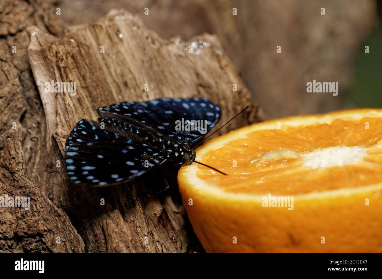 Photo d'un beau papillon coloré au travail Banque D'Images