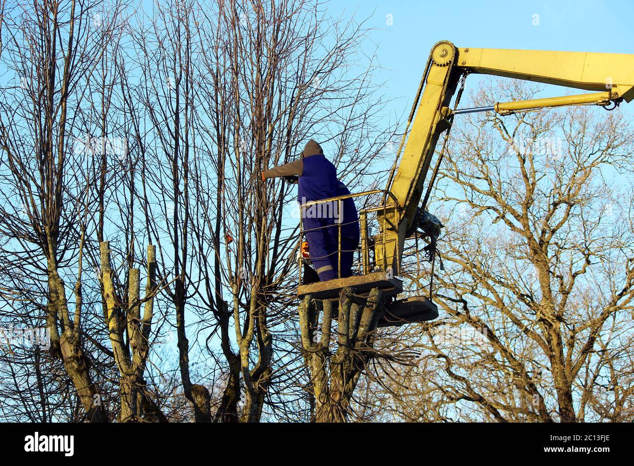 Les garnitures et les travailleurs des branches coupées d'un limes arbres à l'aide de l'ascenseur dans le parc. Banque D'Images