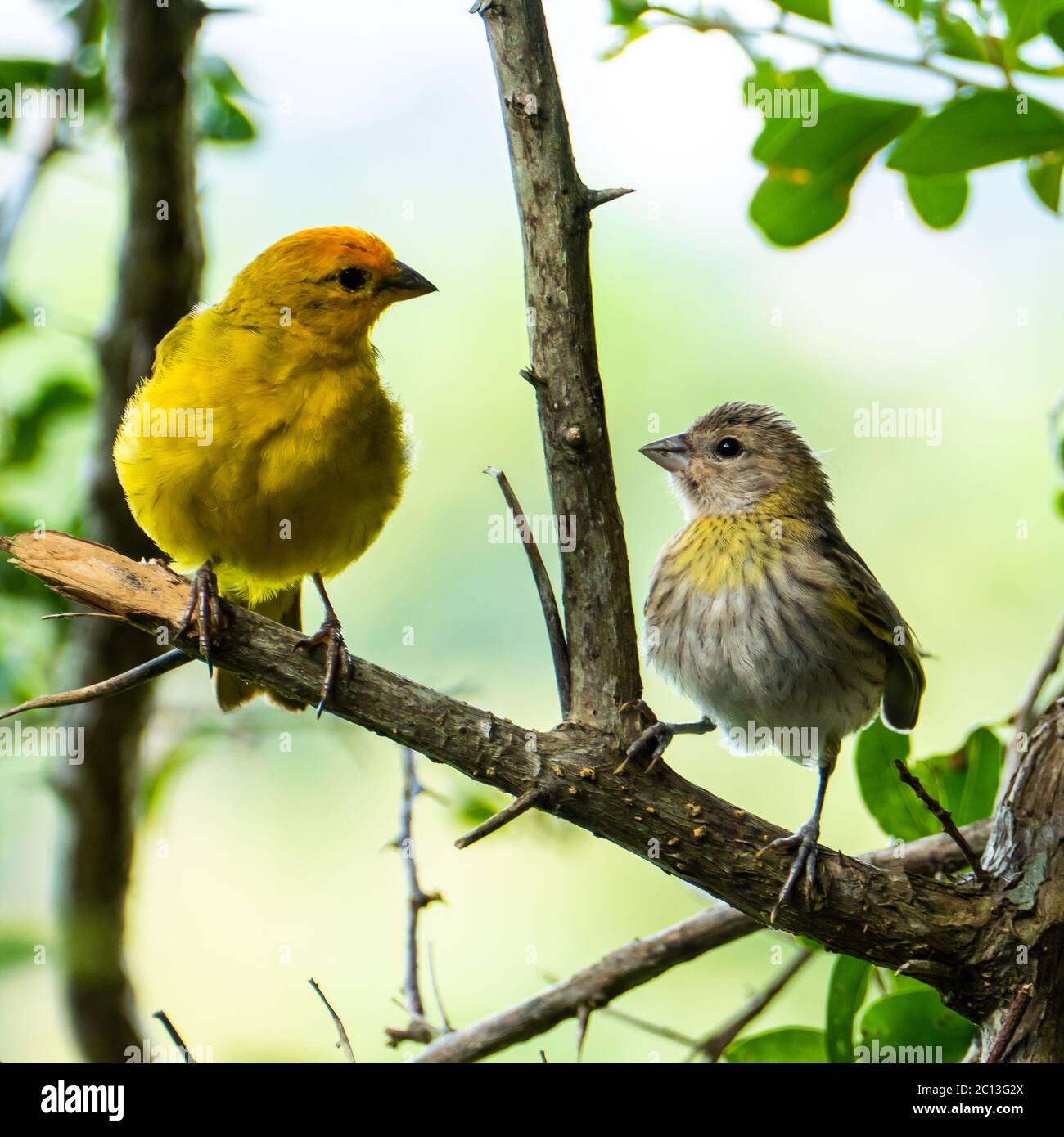 Canaris de l'Atlantique, un petit oiseau sauvage brésilien. Le canarien jaune Crithagra flaviventris est un petit oiseau de sérérine dans la famille finch. Banque D'Images