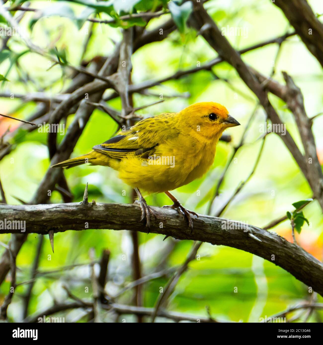 Canaris de l'Atlantique, un petit oiseau sauvage brésilien. Le canarien jaune Crithagra flaviventris est un petit oiseau de sérérine dans la famille finch. Banque D'Images