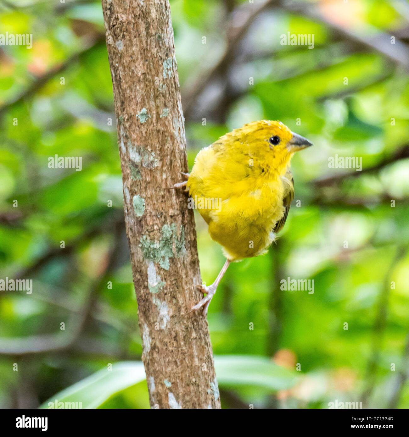 Canaris de l'Atlantique, un petit oiseau sauvage brésilien. Le canarien jaune Crithagra flaviventris est un petit oiseau de sérérine dans la famille finch. Banque D'Images