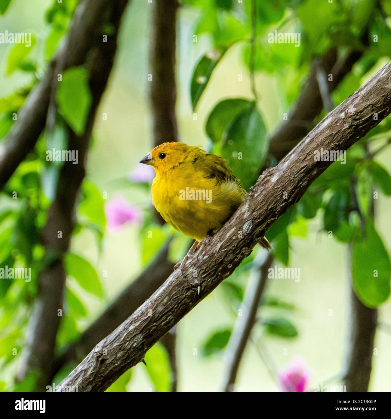 Canaris de l'Atlantique, un petit oiseau sauvage brésilien. Le canarien jaune Crithagra flaviventris est un petit oiseau de sérérine dans la famille finch. Banque D'Images