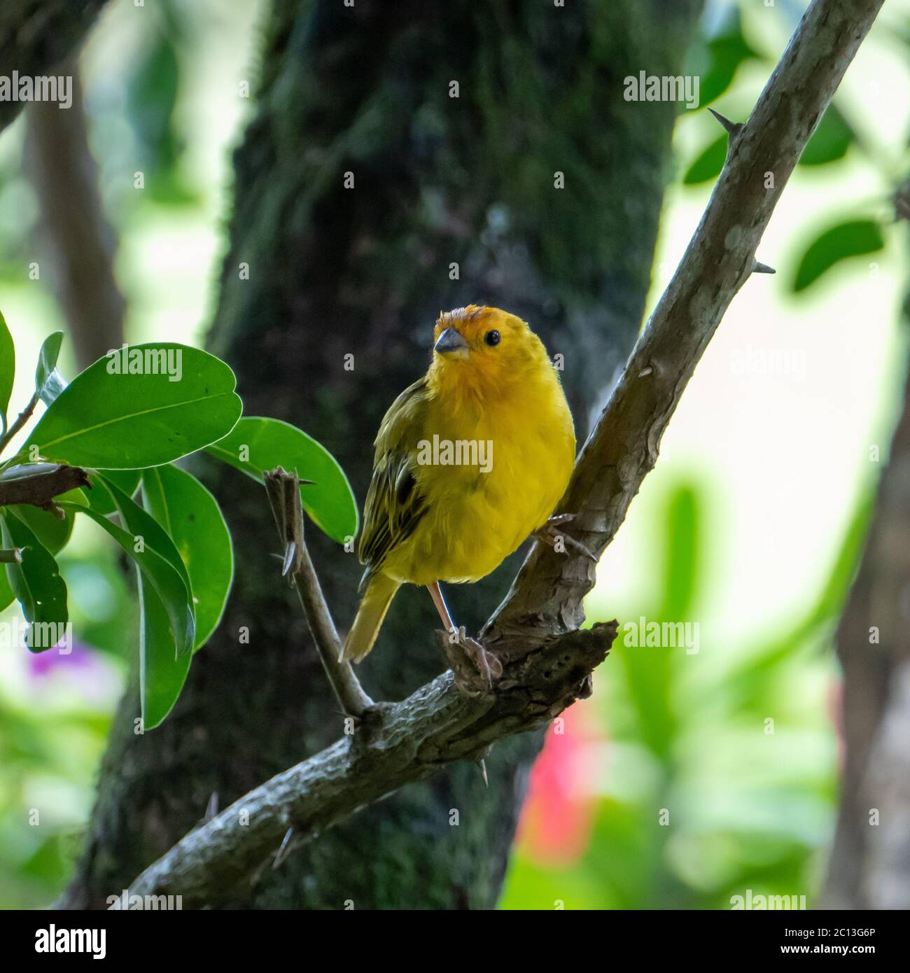 Canaris de l'Atlantique, un petit oiseau sauvage brésilien. Le canarien jaune Crithagra flaviventris est un petit oiseau de sérérine dans la famille finch. Banque D'Images