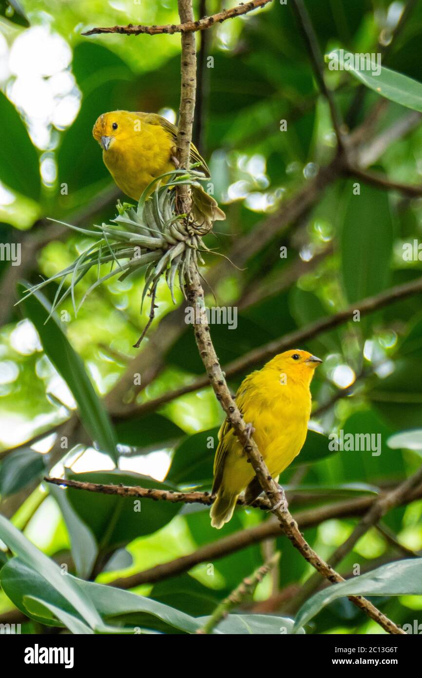 Canaris de l'Atlantique, un petit oiseau sauvage brésilien. Le canarien jaune Crithagra flaviventris est un petit oiseau de sérérine dans la famille finch. Banque D'Images