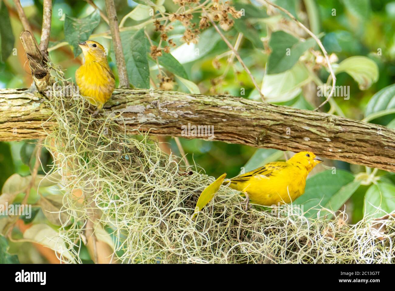 Canaris de l'Atlantique, un petit oiseau sauvage brésilien. Le canarien jaune Crithagra flaviventris est un petit oiseau de sérérine dans la famille finch. Banque D'Images