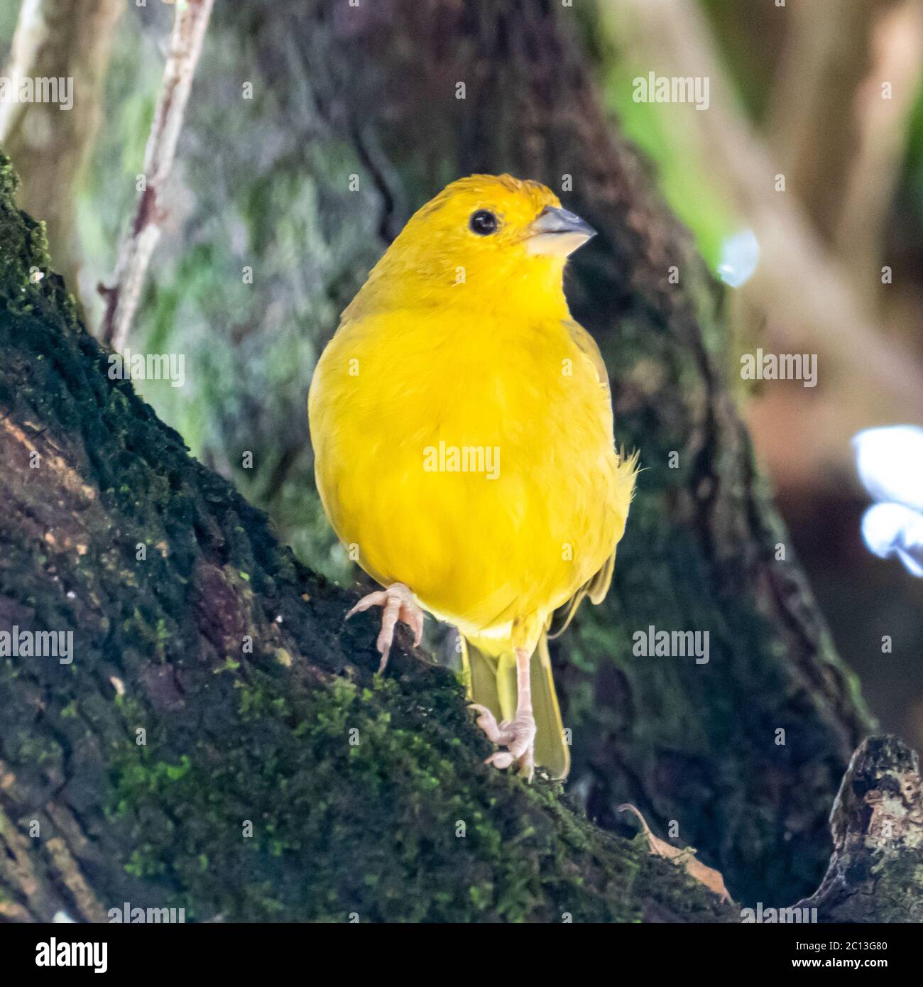 Canaris de l'Atlantique, un petit oiseau sauvage brésilien. Le canarien jaune Crithagra flaviventris est un petit oiseau de sérérine dans la famille finch. Banque D'Images