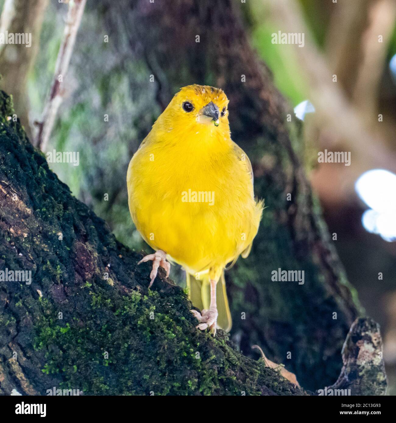 Canaris de l'Atlantique, un petit oiseau sauvage brésilien. Le canarien jaune Crithagra flaviventris est un petit oiseau de sérérine dans la famille finch. Banque D'Images