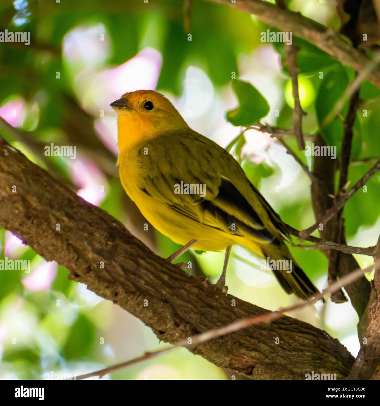 Canaris de l'Atlantique, un petit oiseau sauvage brésilien. Le canarien jaune Crithagra flaviventris est un petit oiseau de sérérine dans la famille finch. Banque D'Images