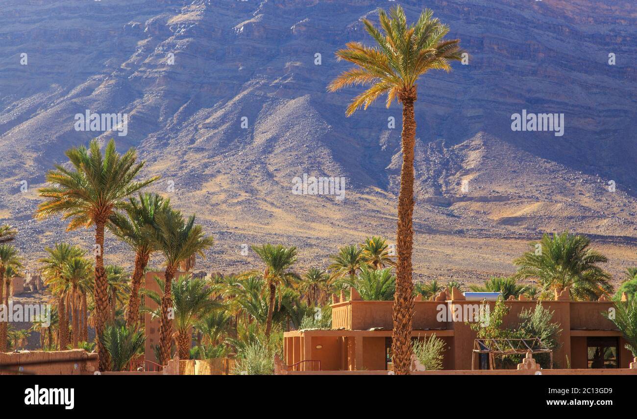 Magnifique paysage de palmeraie marocaine dans le désert Banque D'Images