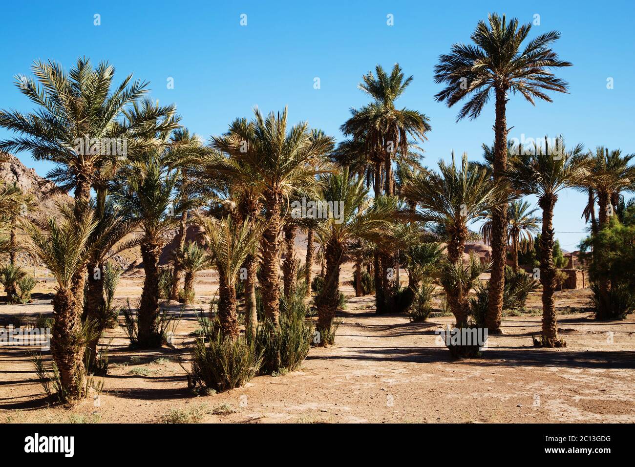 Magnifique paysage de palmeraie marocaine dans le désert Banque D'Images