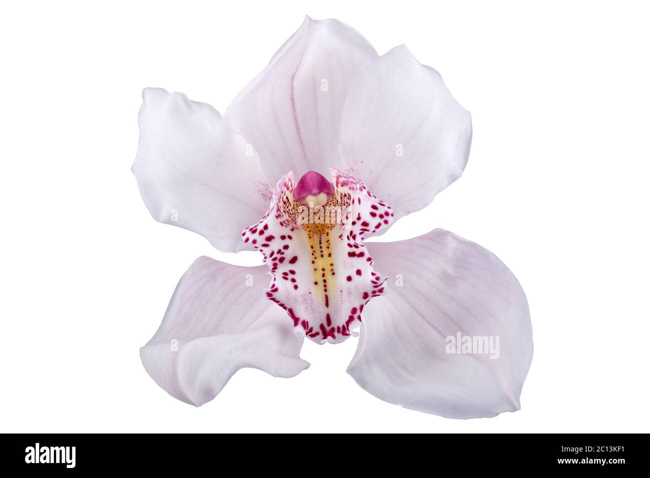 Orchidée rose sur un fond blanc Banque D'Images