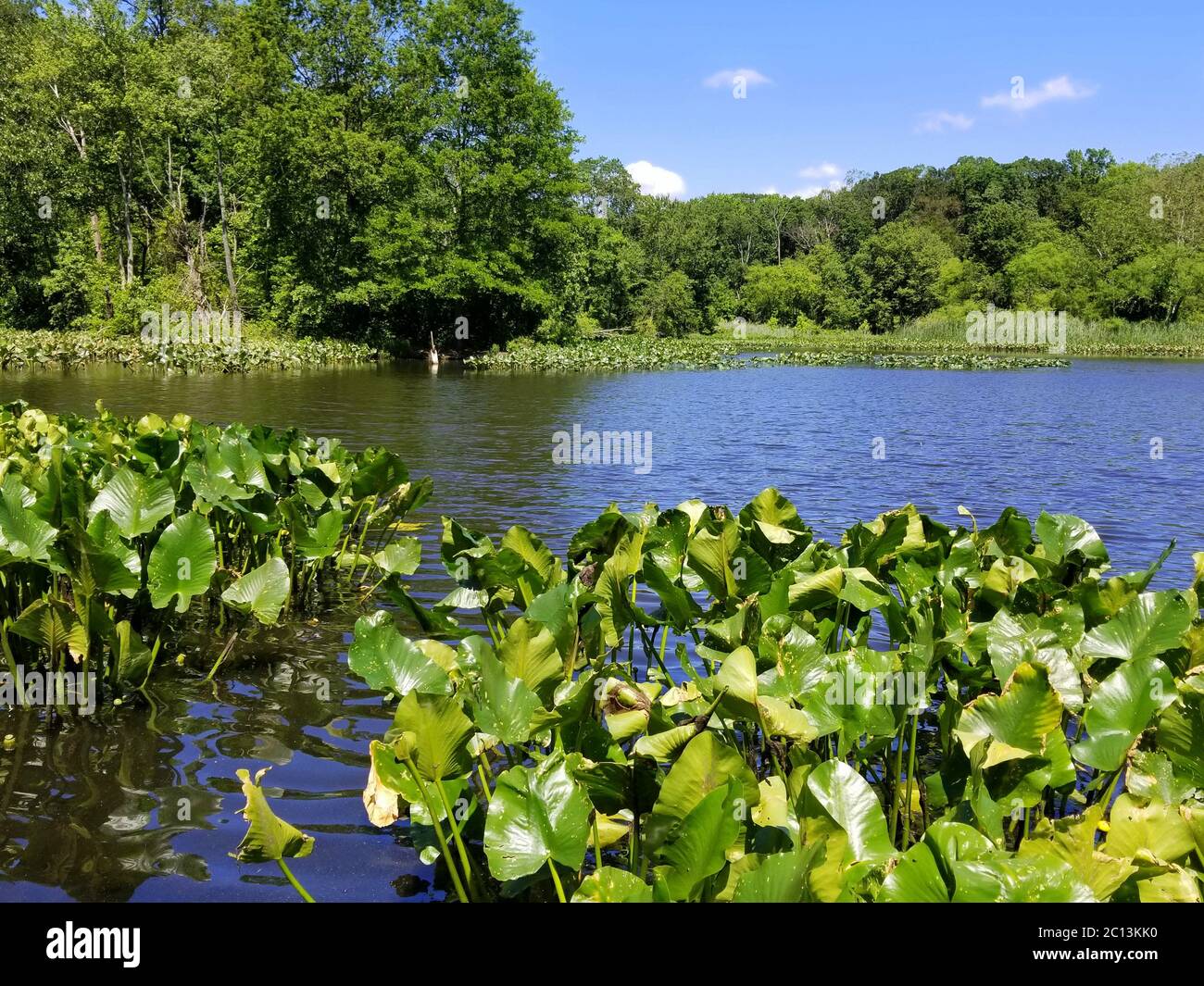 Plantes aquatiques et nénuphars près de Folley Pond, Banning Park, Delaware, U.S.A Banque D'Images
