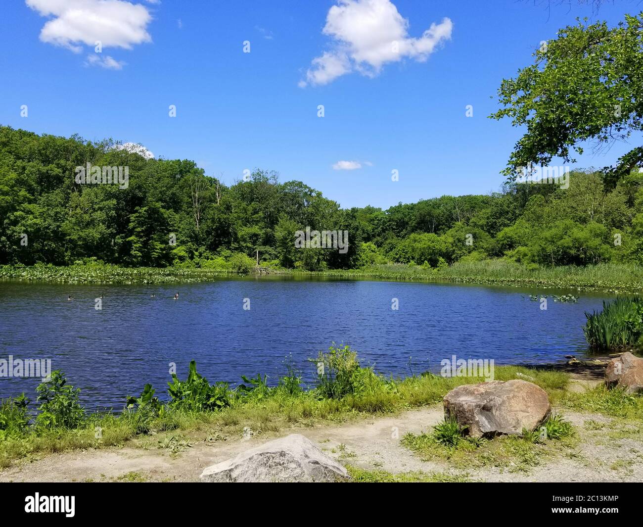 Vue sur l'eau et les arbres verts près de Folley Pond, Banning Park, Delaware, U.S.A Banque D'Images