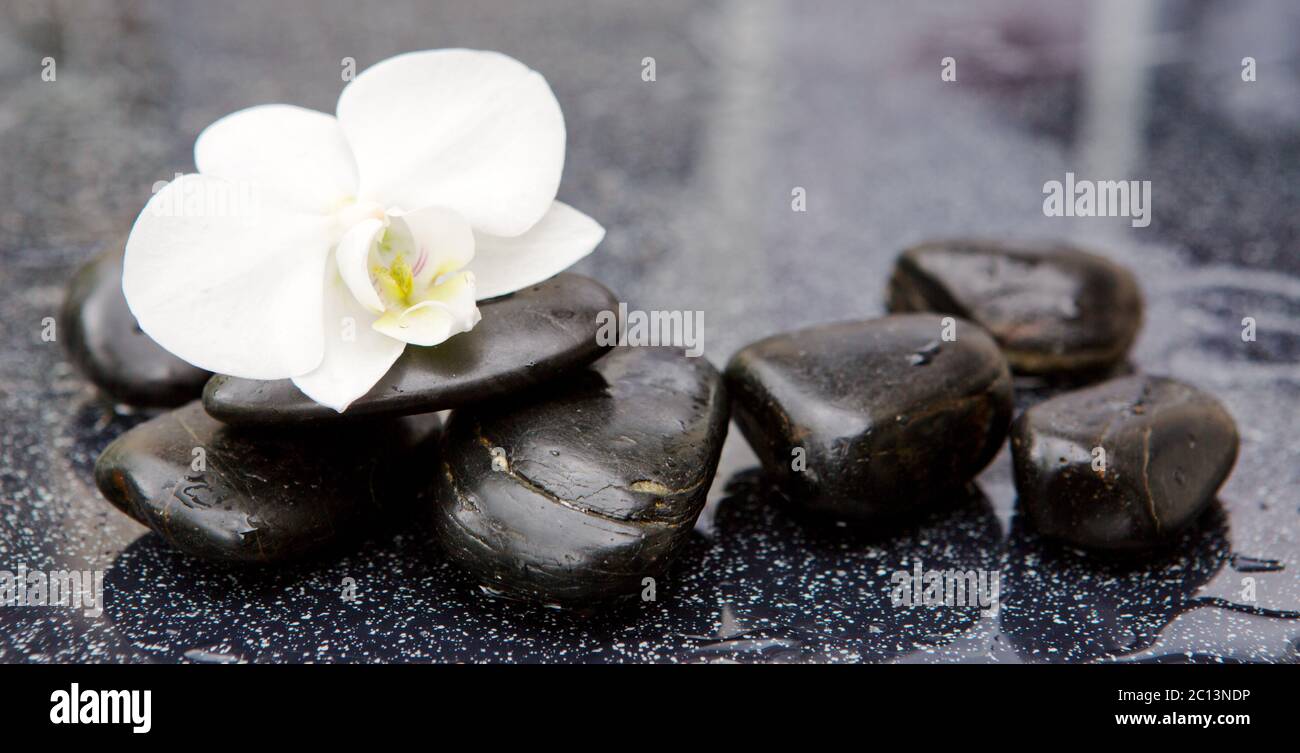 Orchidée blanche et pierres noires de gros plan. Banque D'Images