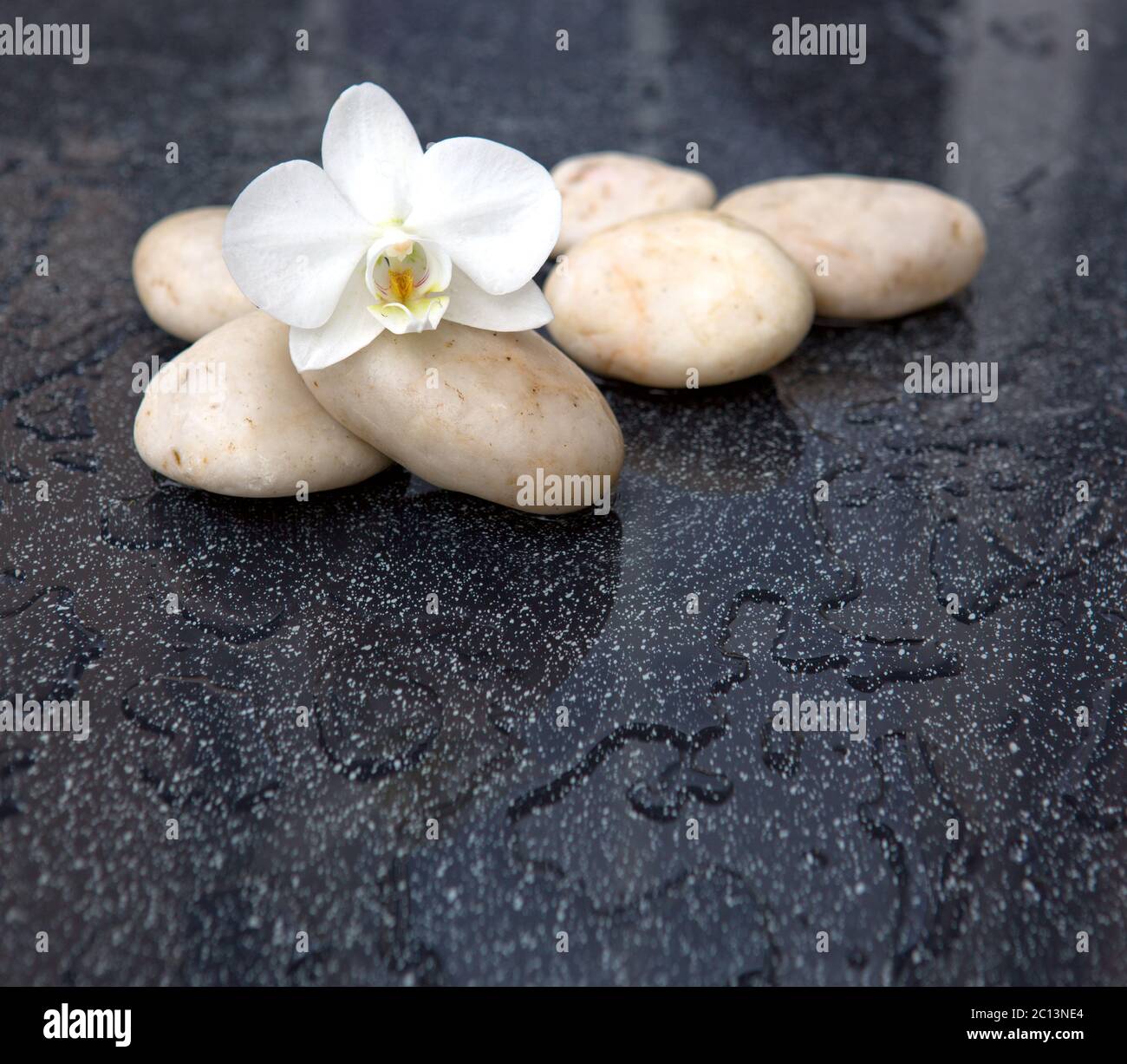 Fleurs d'orchidées simples et pierres blanches. Banque D'Images