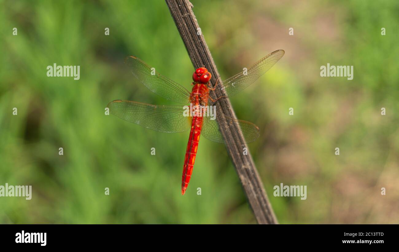 Belle libellule dans les champs de riz un type d'insecte qui ne nuit pas aux agriculteurs Banque D'Images