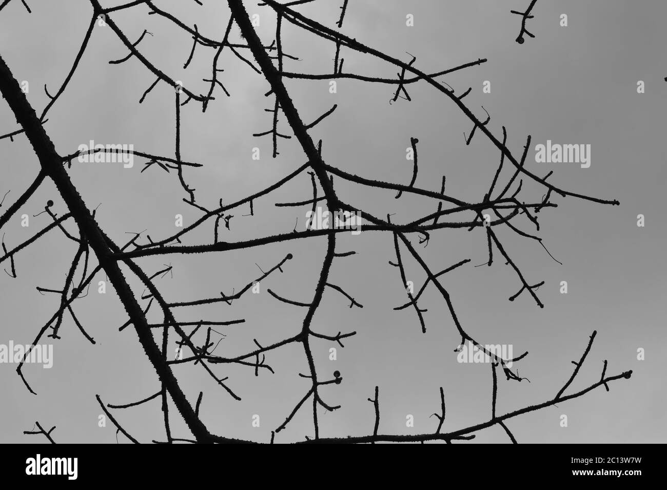 image monochrome d'une branche d'arbre épineux contre un ciel nuageux Banque D'Images