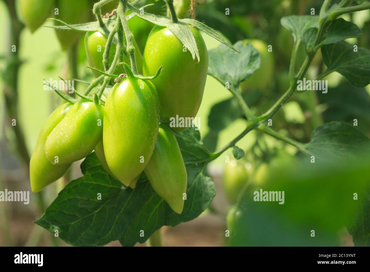 Tomates non mûres fruits sur tiges vertes. Banque D'Images