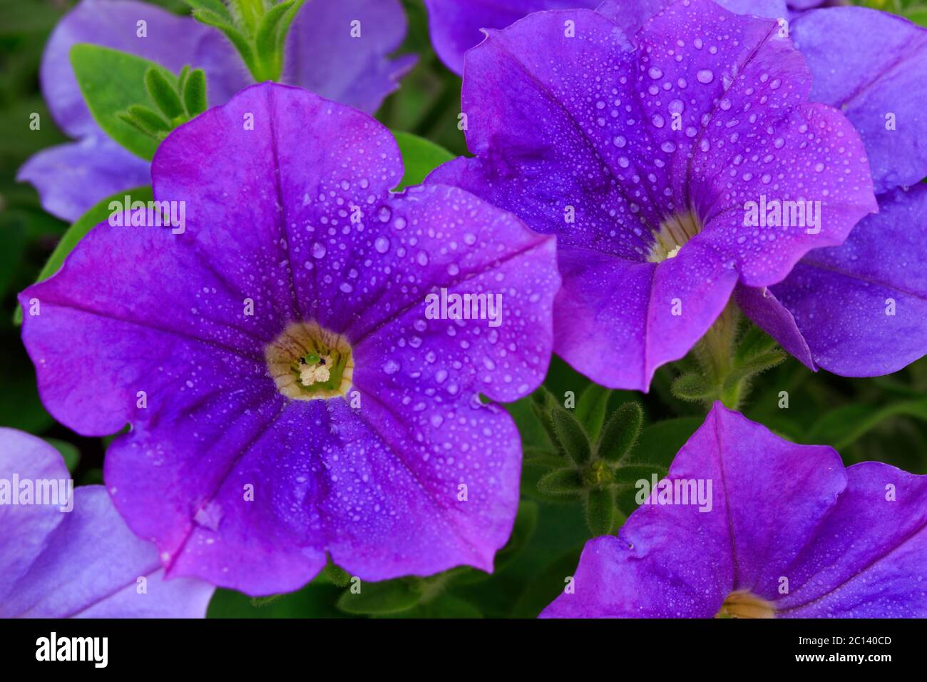 Gros plan de la belle pétunia violette. Banque D'Images