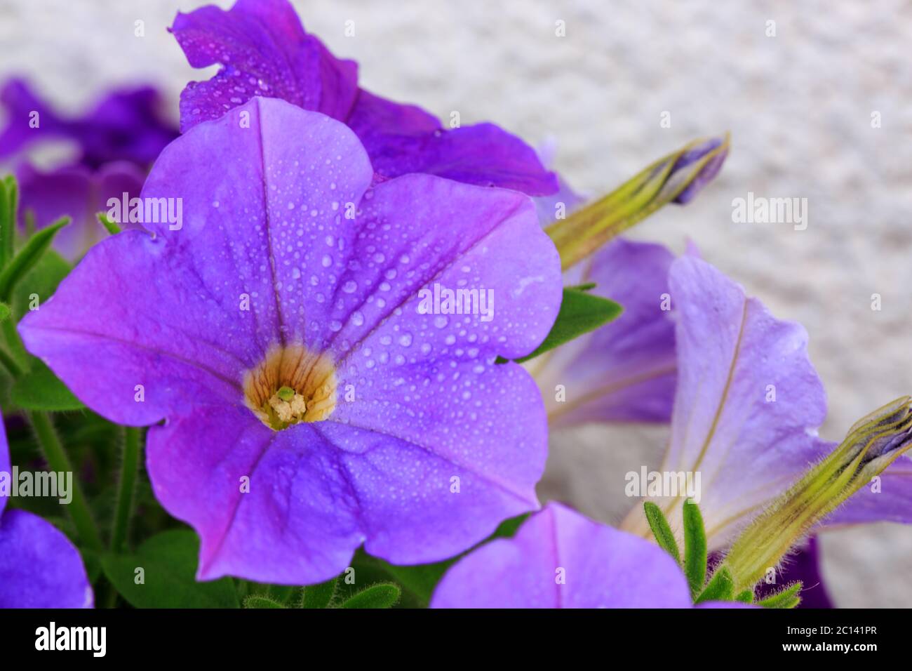 Gros plan de la belle pétunia violette. Banque D'Images