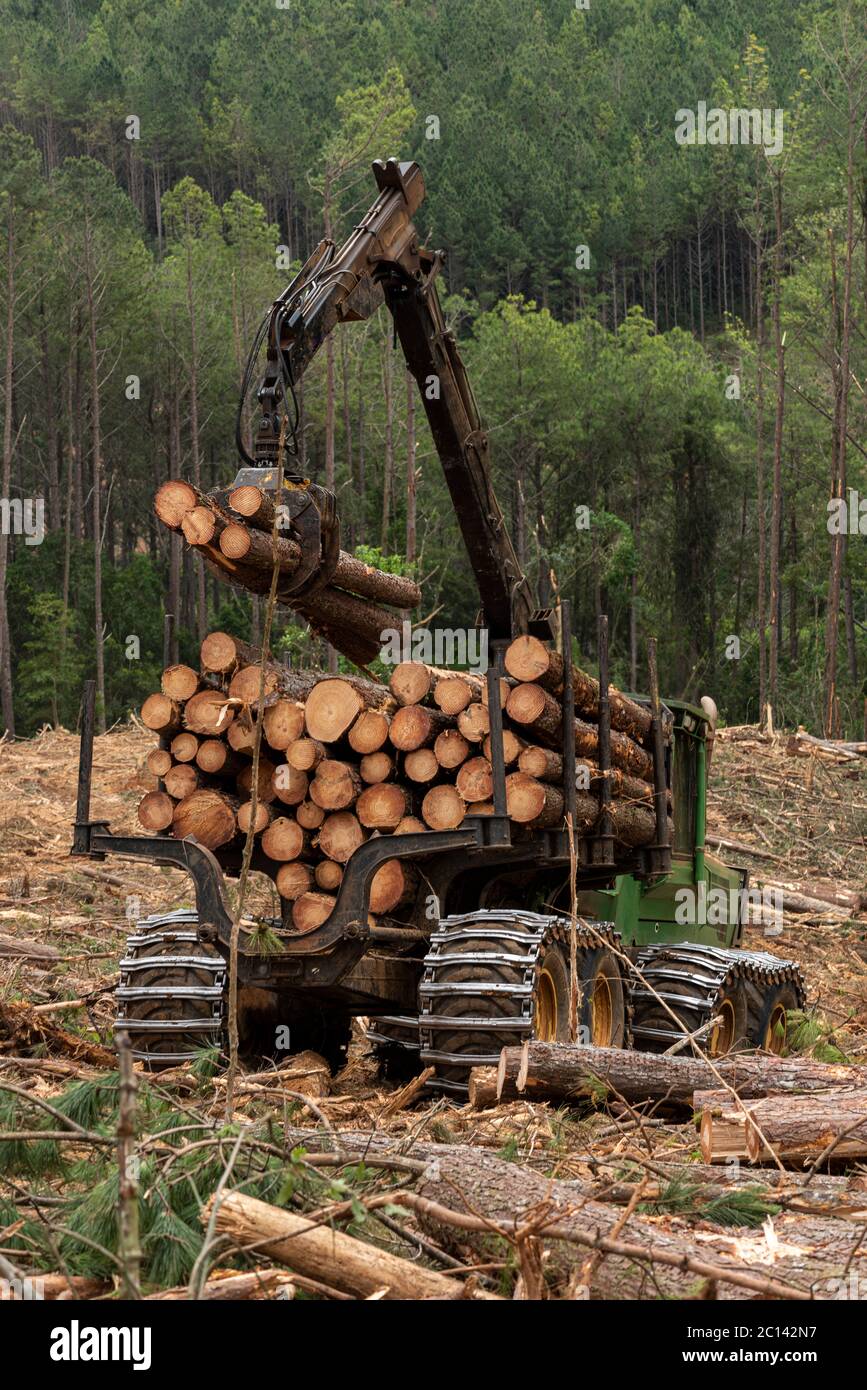 le bras oscillant du chargeur de grumes sur la forêt de pins en cours de travail Banque D'Images